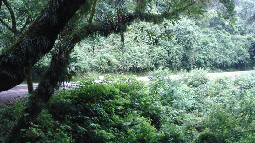 Yunga en La Caldera